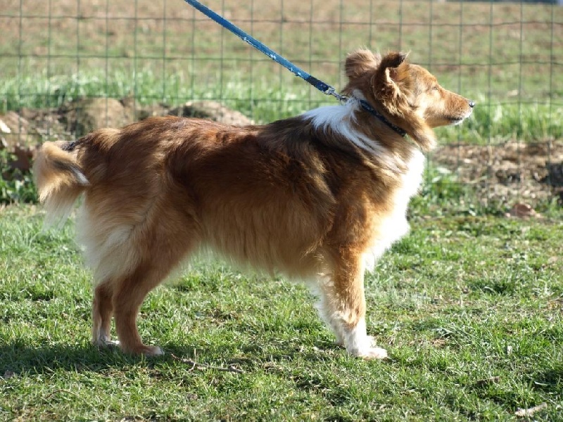 Cheyenne du berger de la vallée des géants