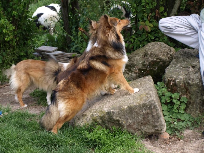 Cheyenne du berger de la vallée des géants