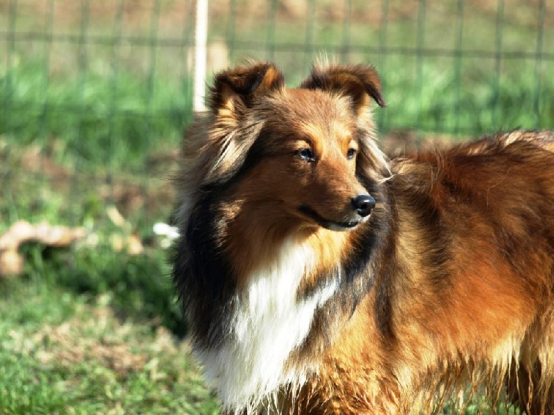 Cheyenne du berger de la vallée des géants