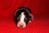 CHIOT Izzie (collier rose)