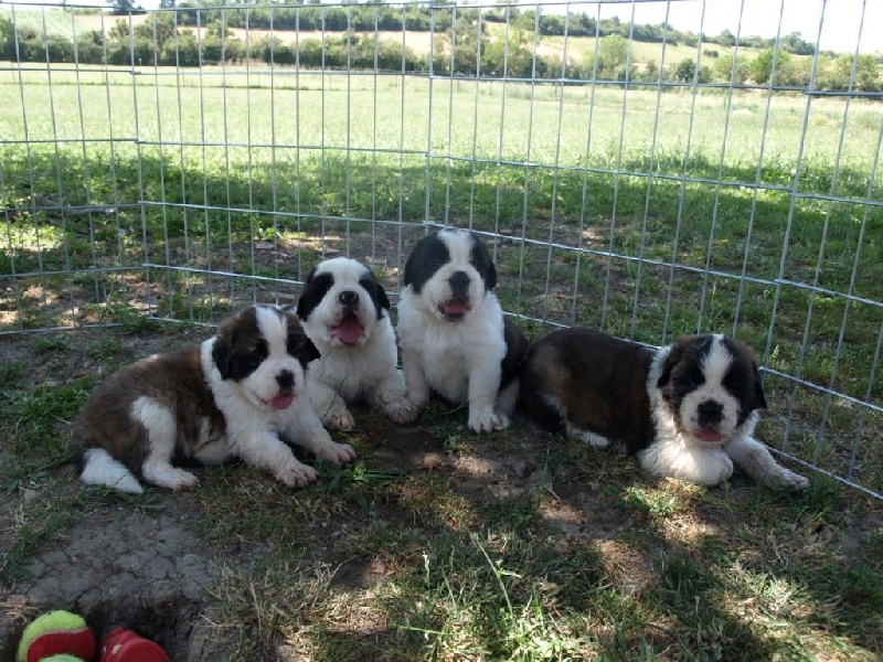 des trois a de plaisance - Chien du Saint-Bernard - Portée née le 01/07/2008