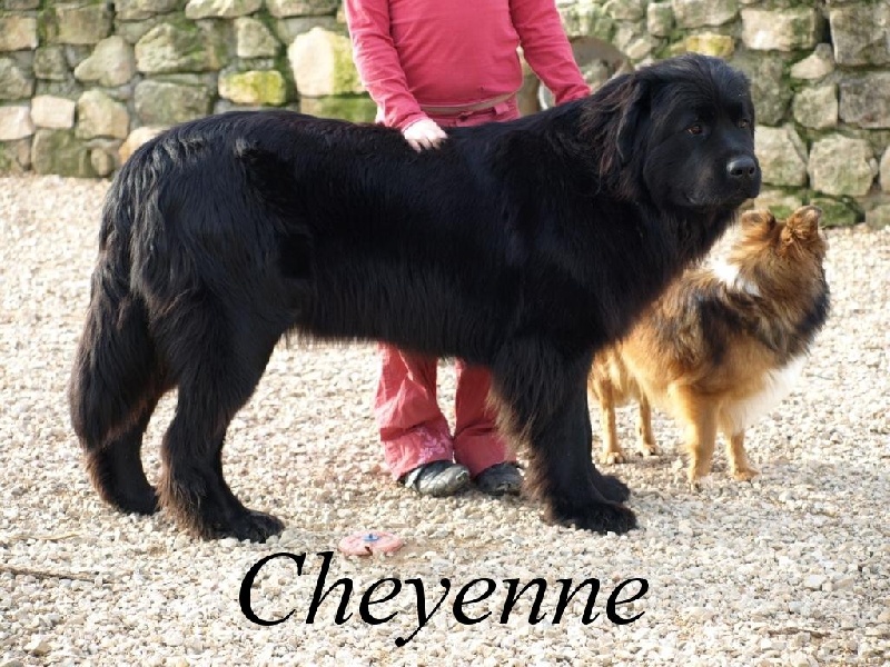 Cheyenne du berger de la vallée des géants