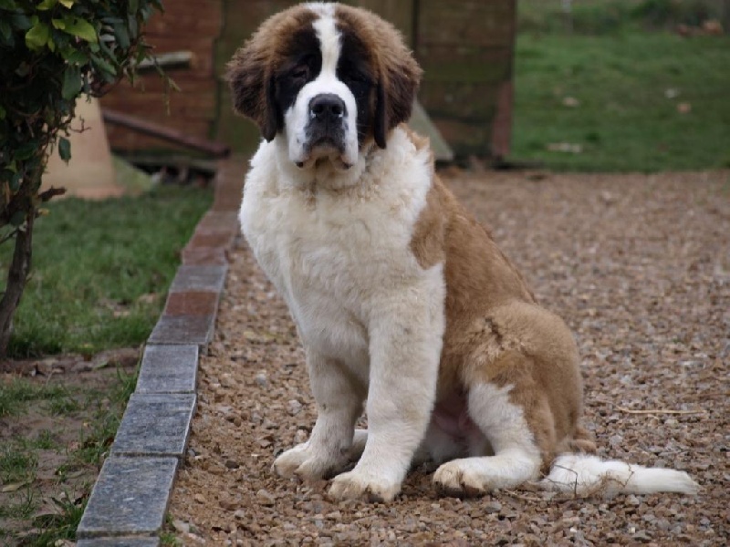 Daisy des trois a de plaisance