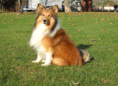 Dandy des trois a de plaisance
