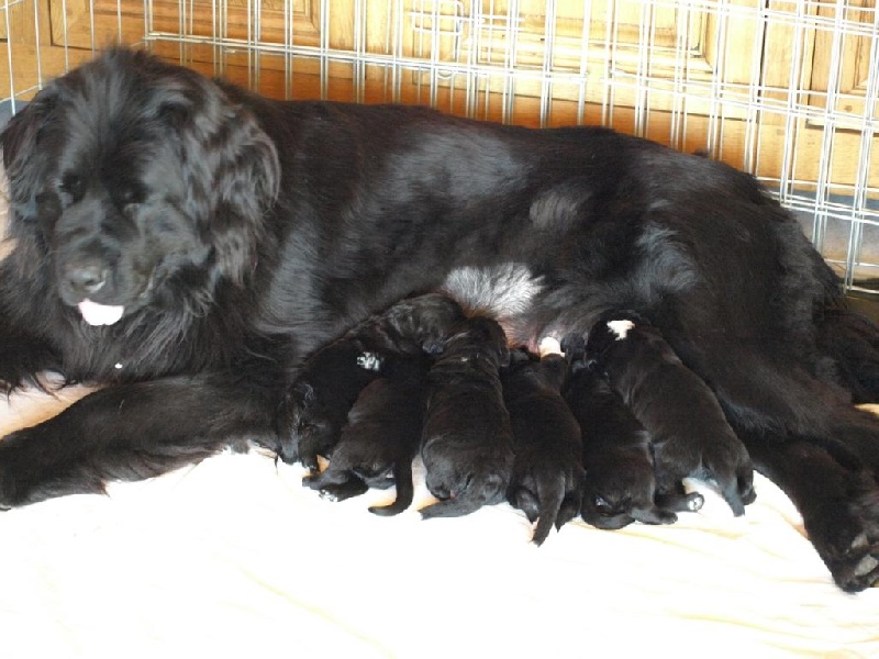 Chiot Terre-neuve des trois a de plaisance